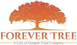 Forever Tree by Ganpati Fruit Company